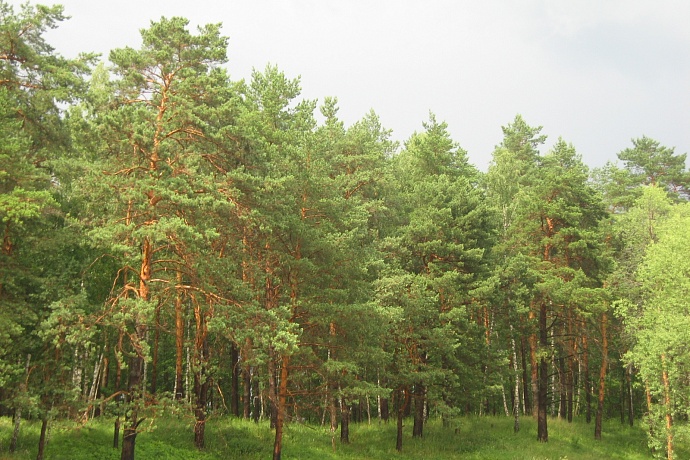 Коттеджный посёлок Сказочный лес